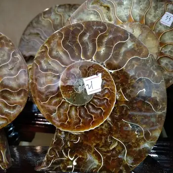 1000g Par Naravnih Sectcut Ammonite Fosilnih Conch Kristalno Vzorec Zdravljenja +stojalo